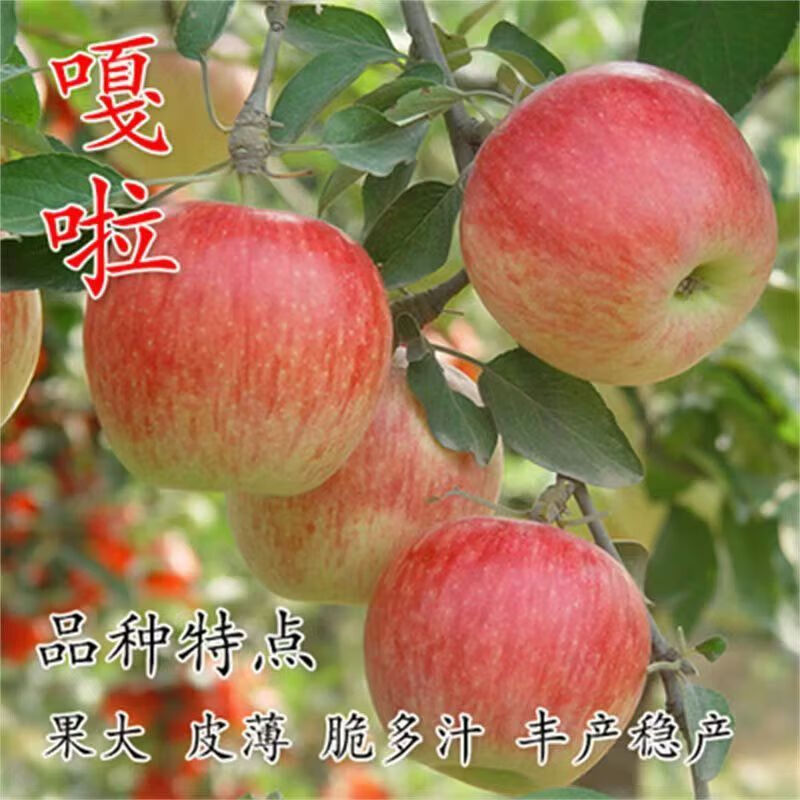 响富树苗红富士红斯尼克维纳斯锦绣海棠应季新鲜小苹果脆甜多汁