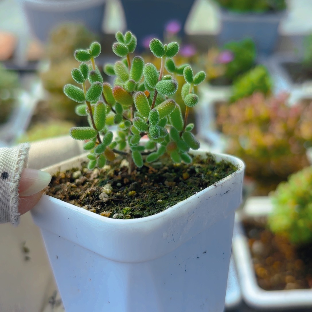 实生蜜叶糖球593。   