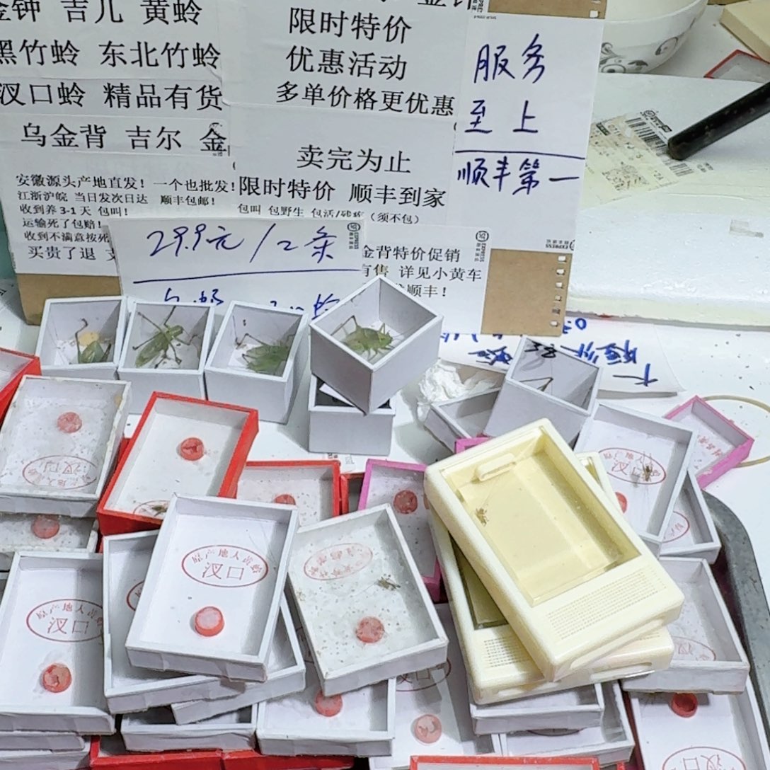 鸟***香蟋蟀蝈蝈我在外面吃饭呢