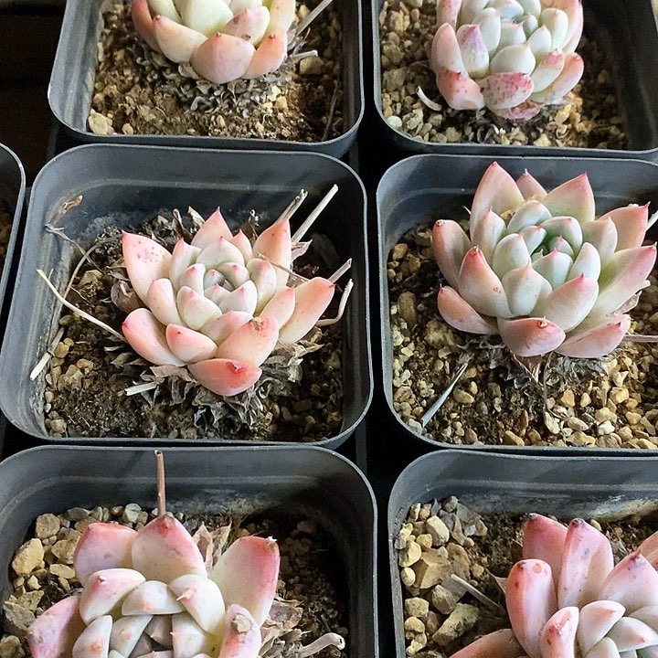 126。如梦令。混发。