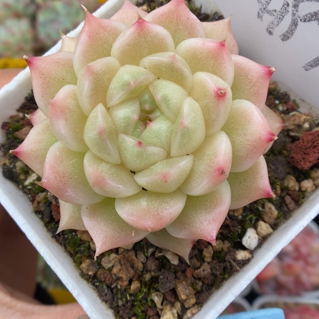 珠光麦秆可拍4197号