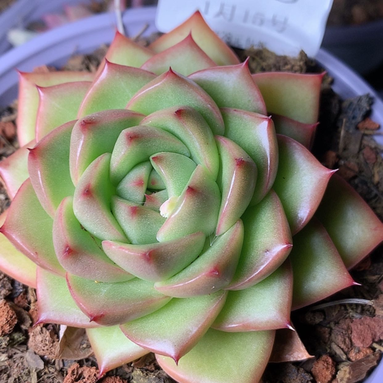 【闪购商品】云748