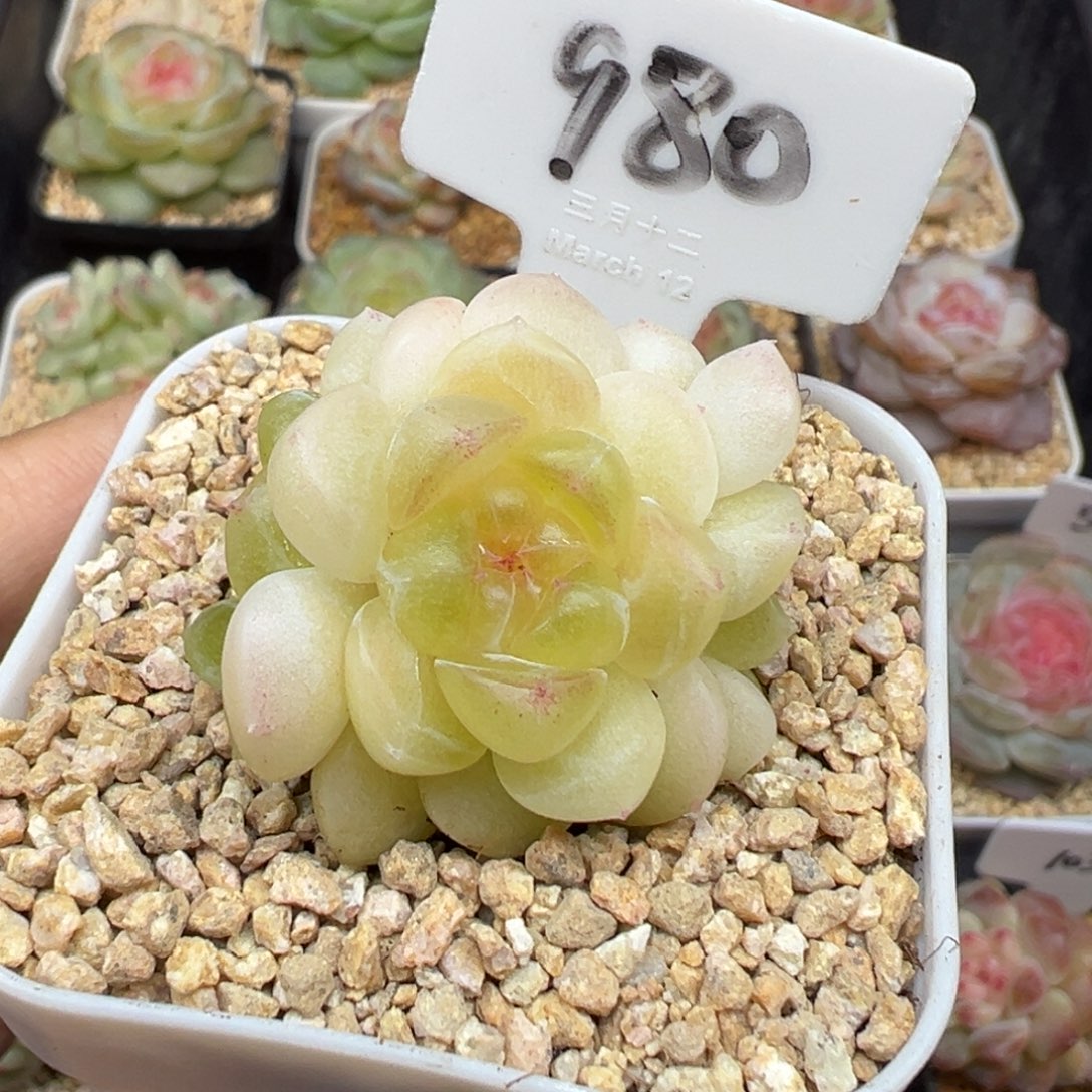 980号财富密码现金