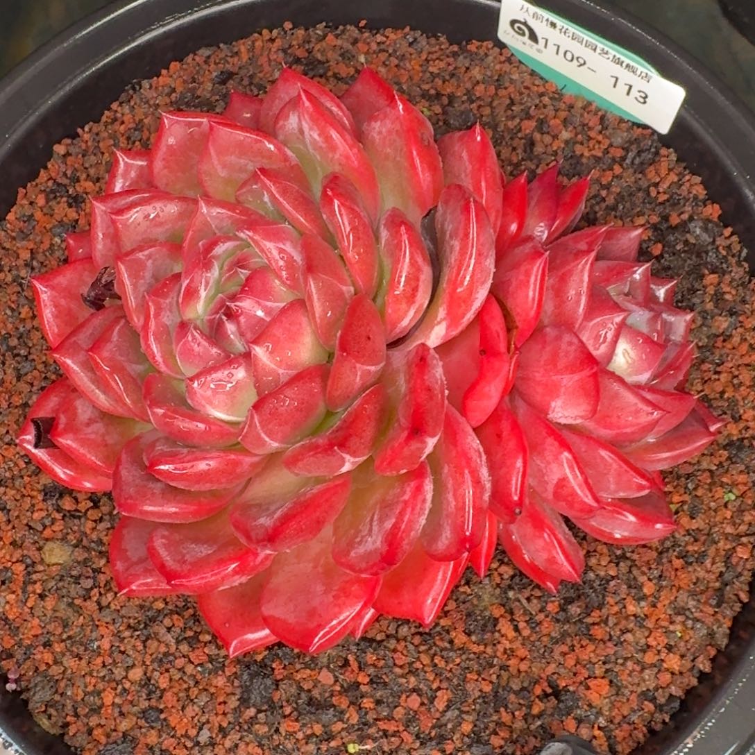 从前慢多肉精选编号1109.113