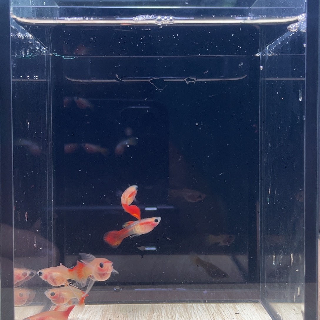 孔雀鱼银河琉璃玻璃猫C亚成三对