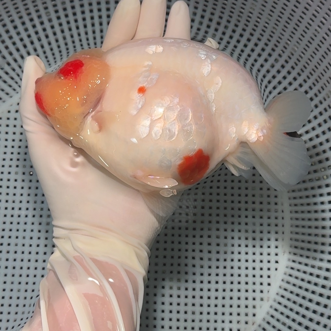 金鱼精品高货兰寿