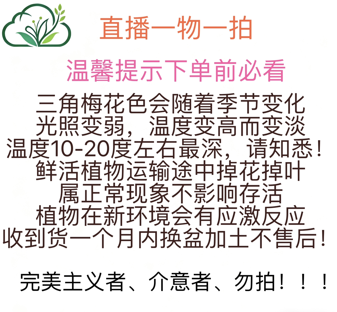 58.8漳州三角梅勤花一物一拍