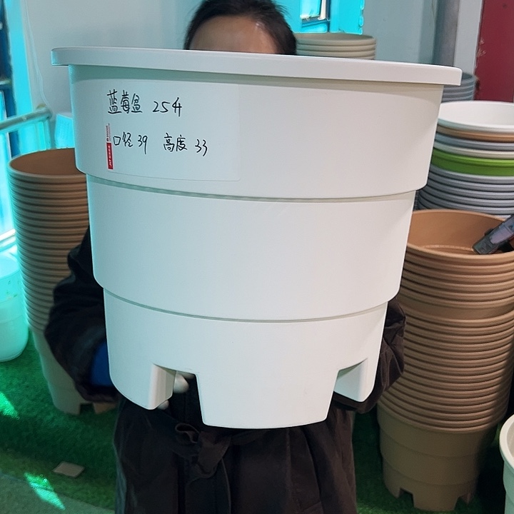 正品蓝莓盆口39高33白色无托3只