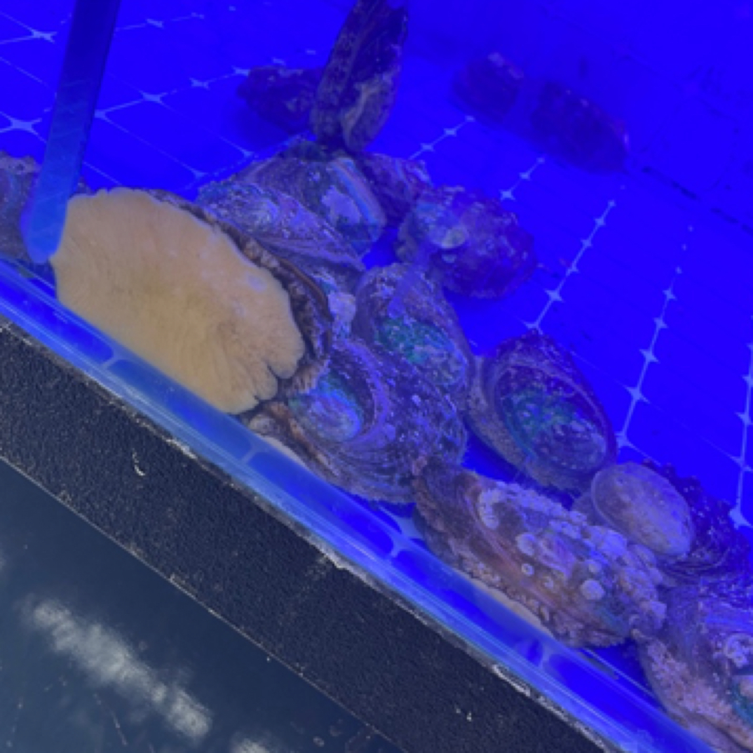 高品质，鲜活鲍鱼精品海鲜海鲜水产