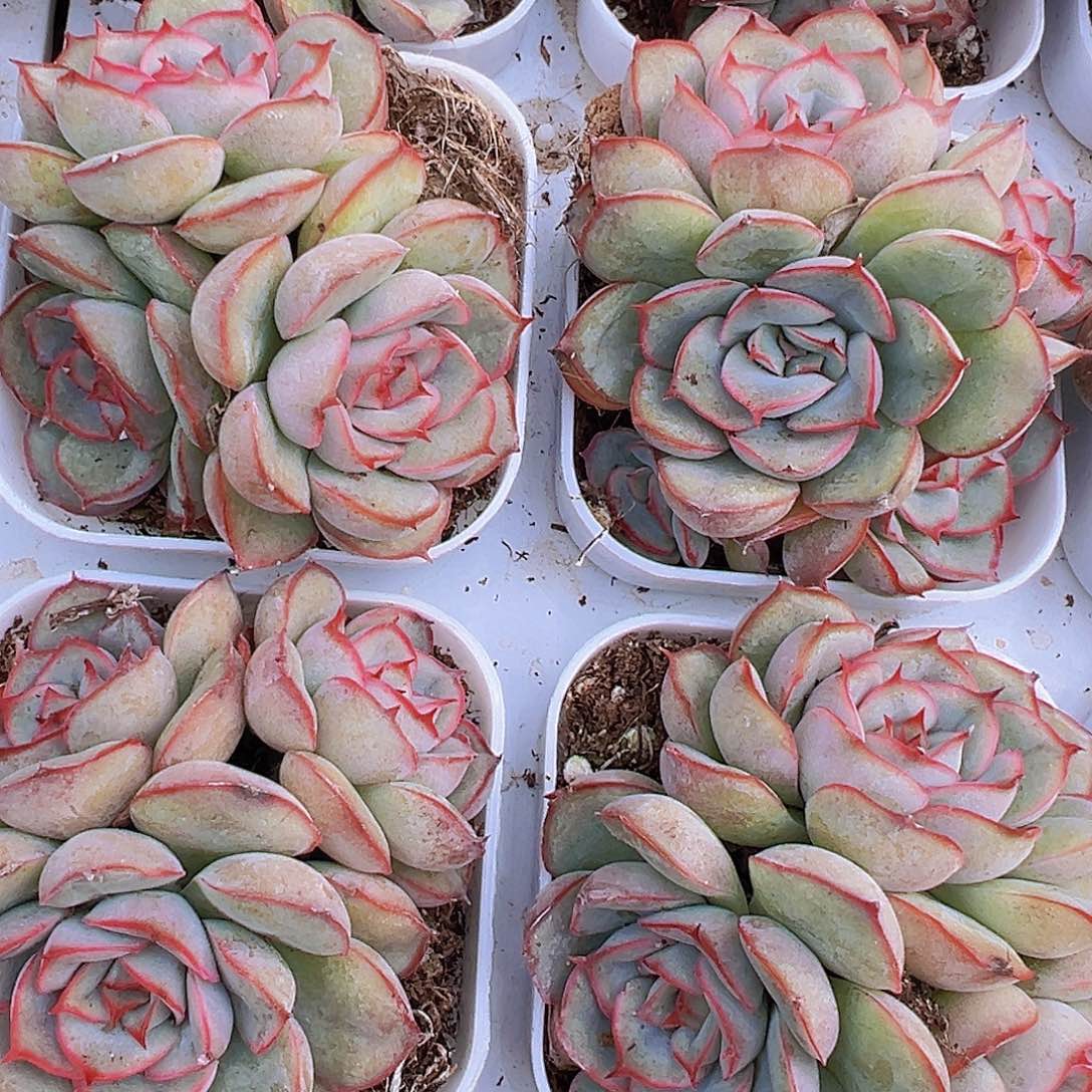 猎户座群19包邮多肉