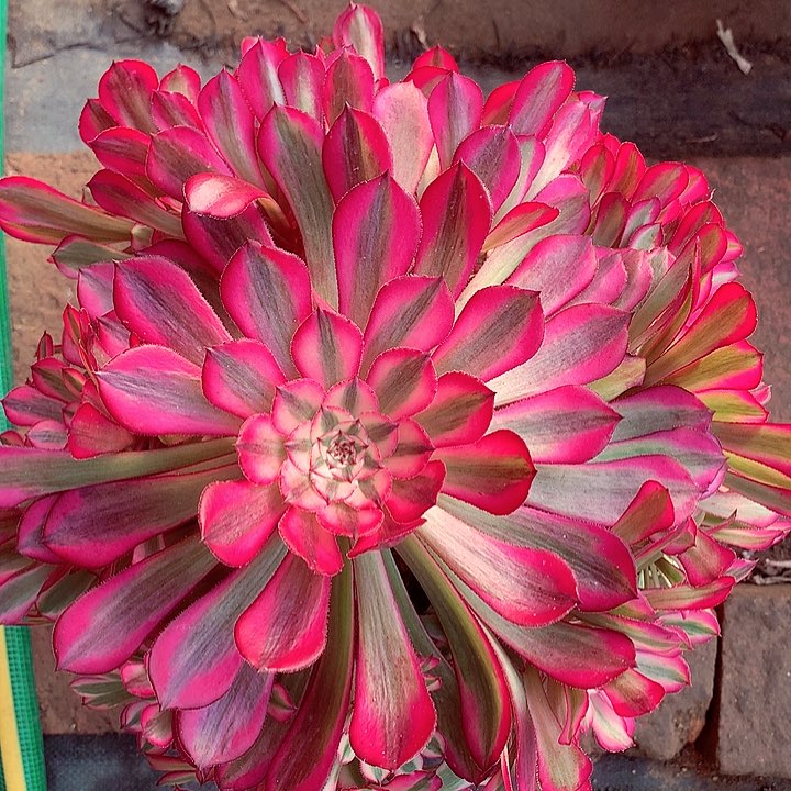 红铜白啊啊啊啊多肉