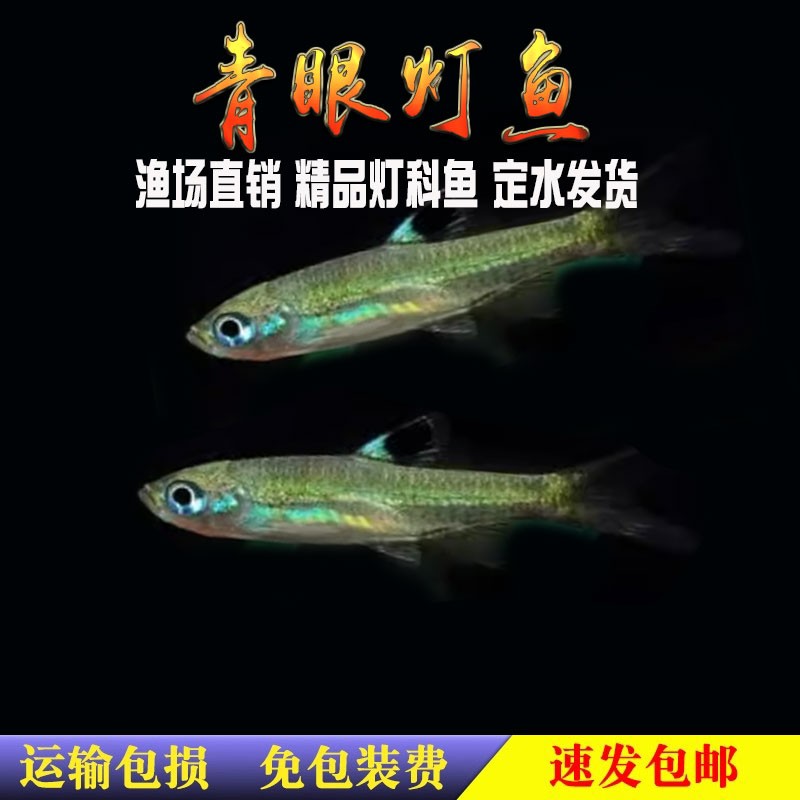 一点青眼灯鱼进口水草缸小型灯科鱼群游效果好蓝眼青眼灯鱼