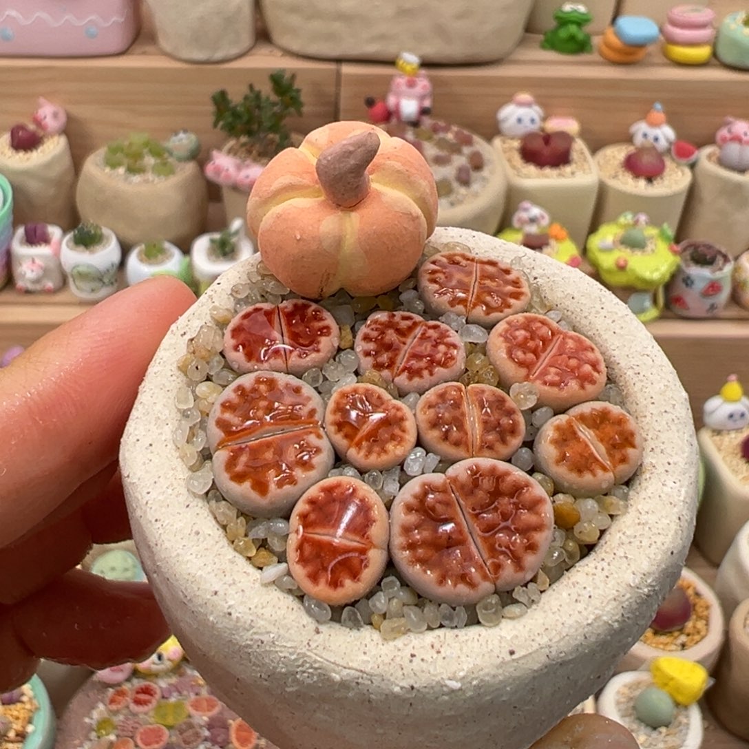 多肉植物16号橙色