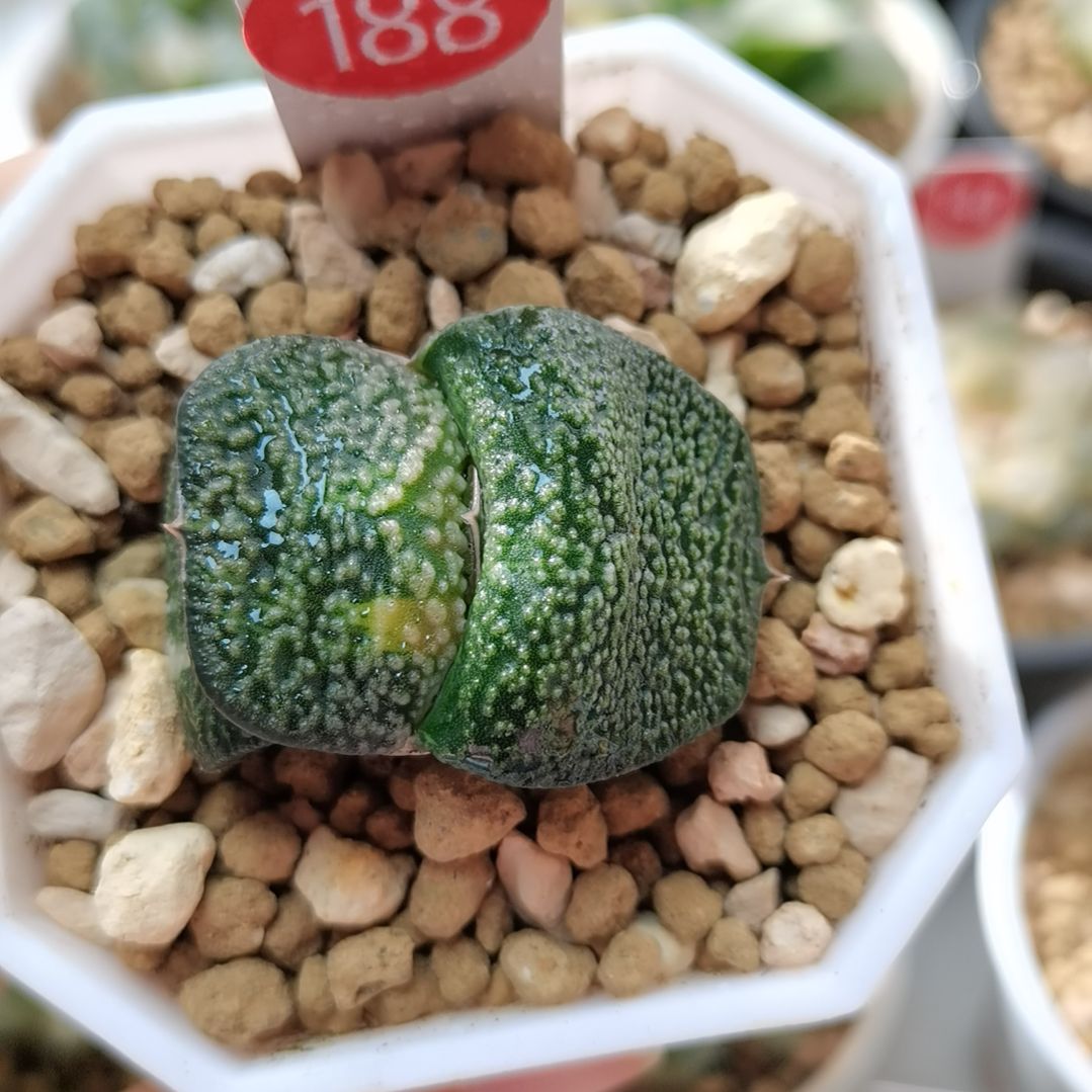 188号丸叶白优卧牛锦一物一拍带盆土发货