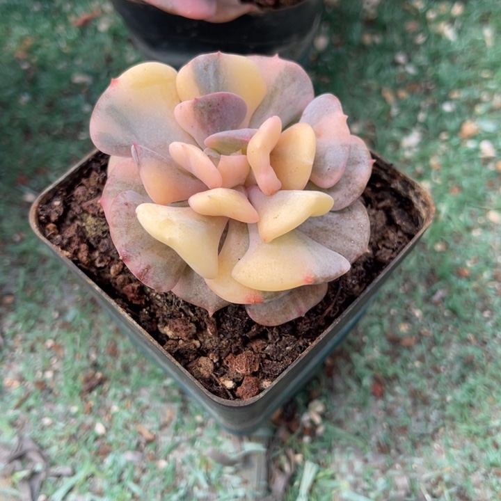 秋可园艺 雪精灵锦