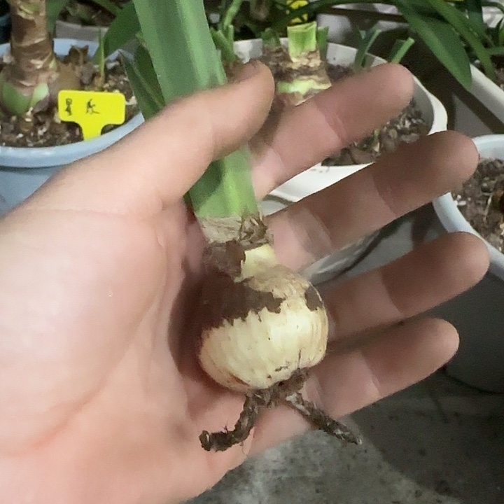 橙色精灵3cm，裸球发货