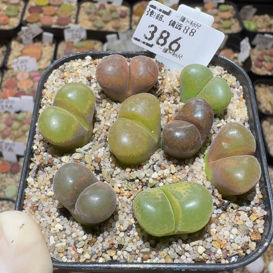 Ssss精品生石花386