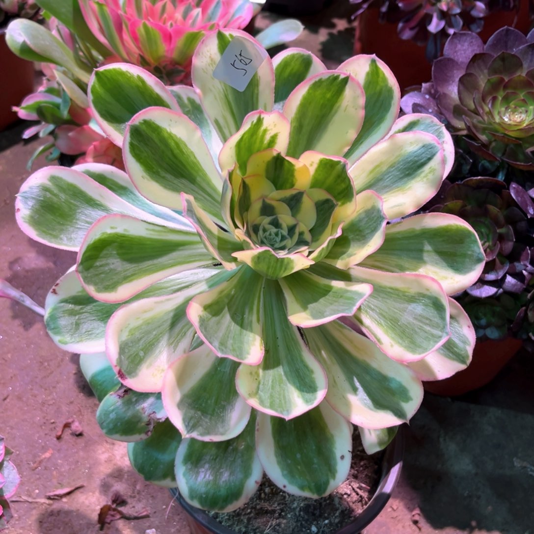 多肉植物燕姿565