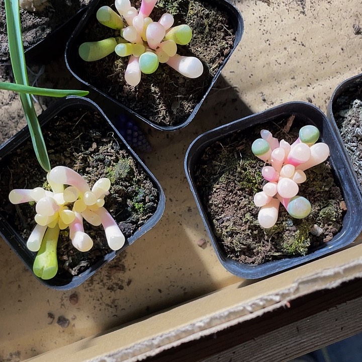 五十铃玉锦5.8带盆