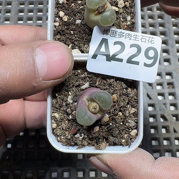 229 多肉植物多肉植物