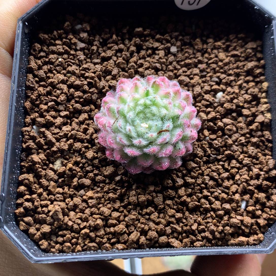 优雅长生草锦脱土757