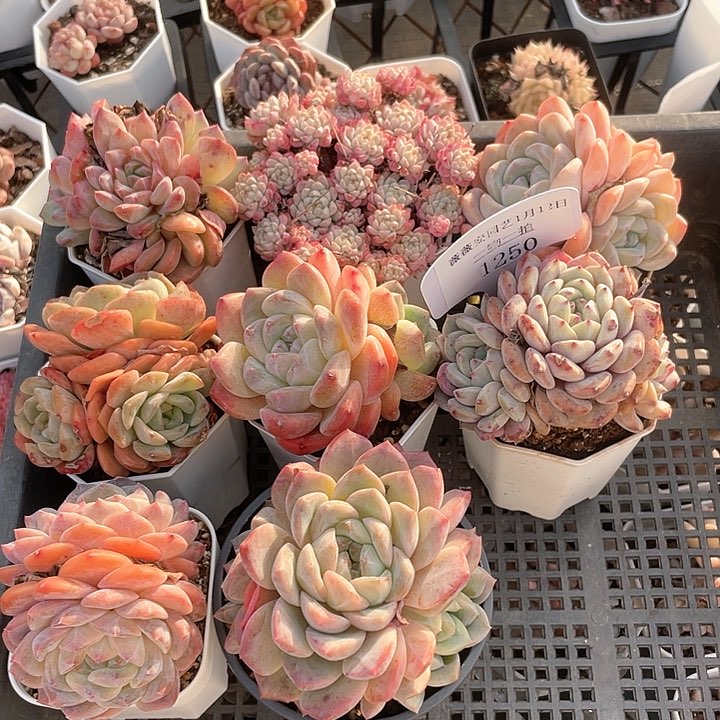 薇薇安园艺多肉1250