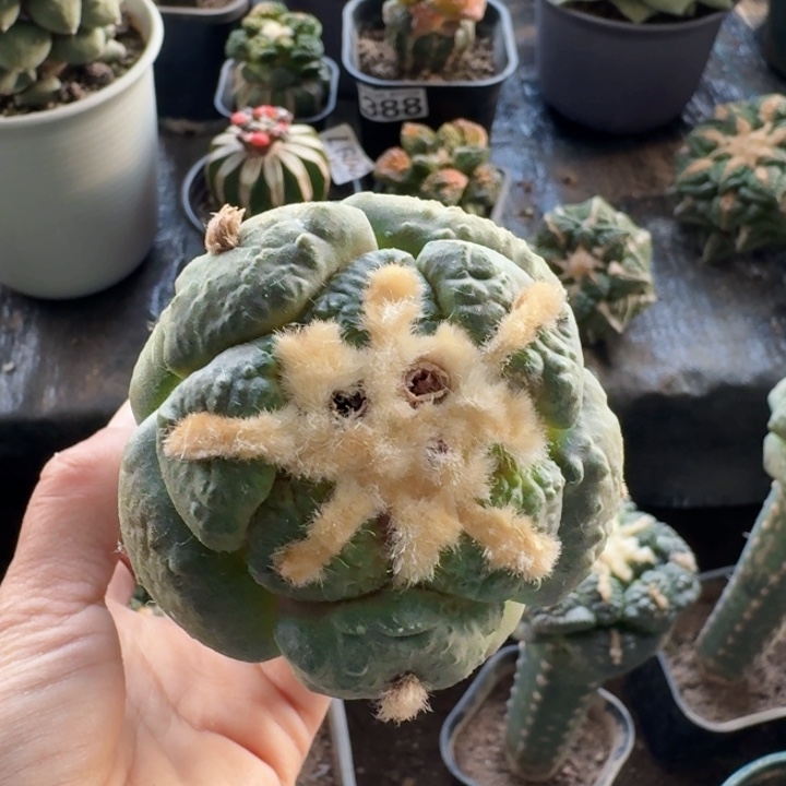 359蓝白肌光面连山牡丹