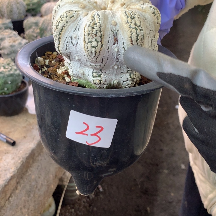 印***鸠星兜23号。。。。。。。。。。。。