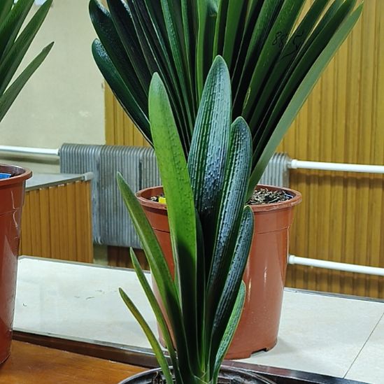 悠***音完全开放君子兰666