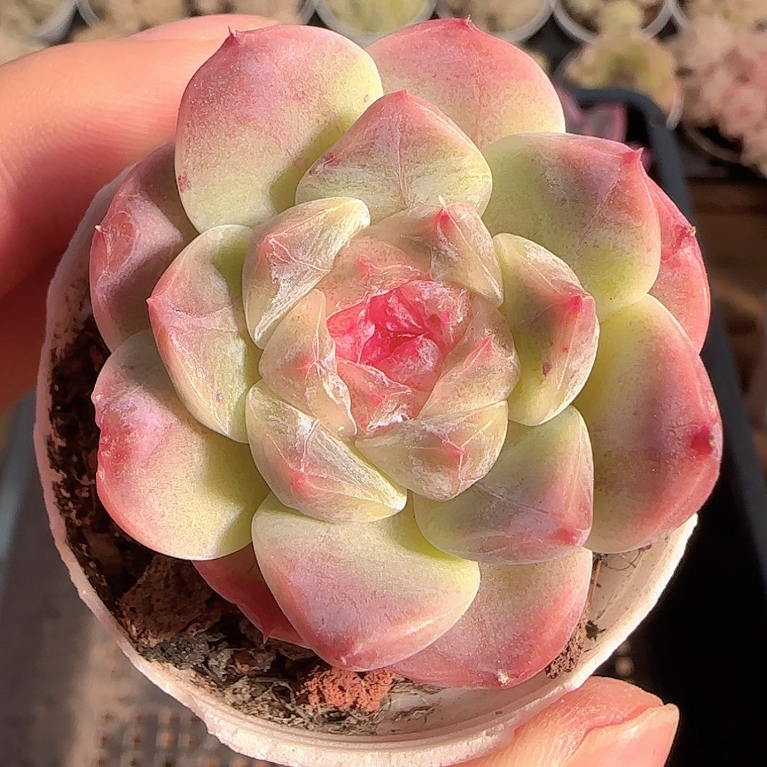 多肉1125-182秘境冰魄