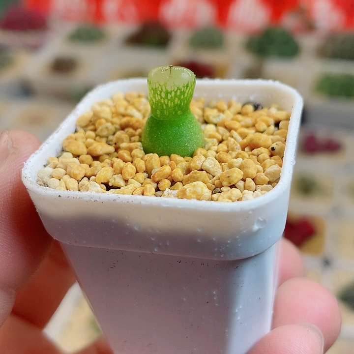 佳人园艺多肉生石花母本葫芦745