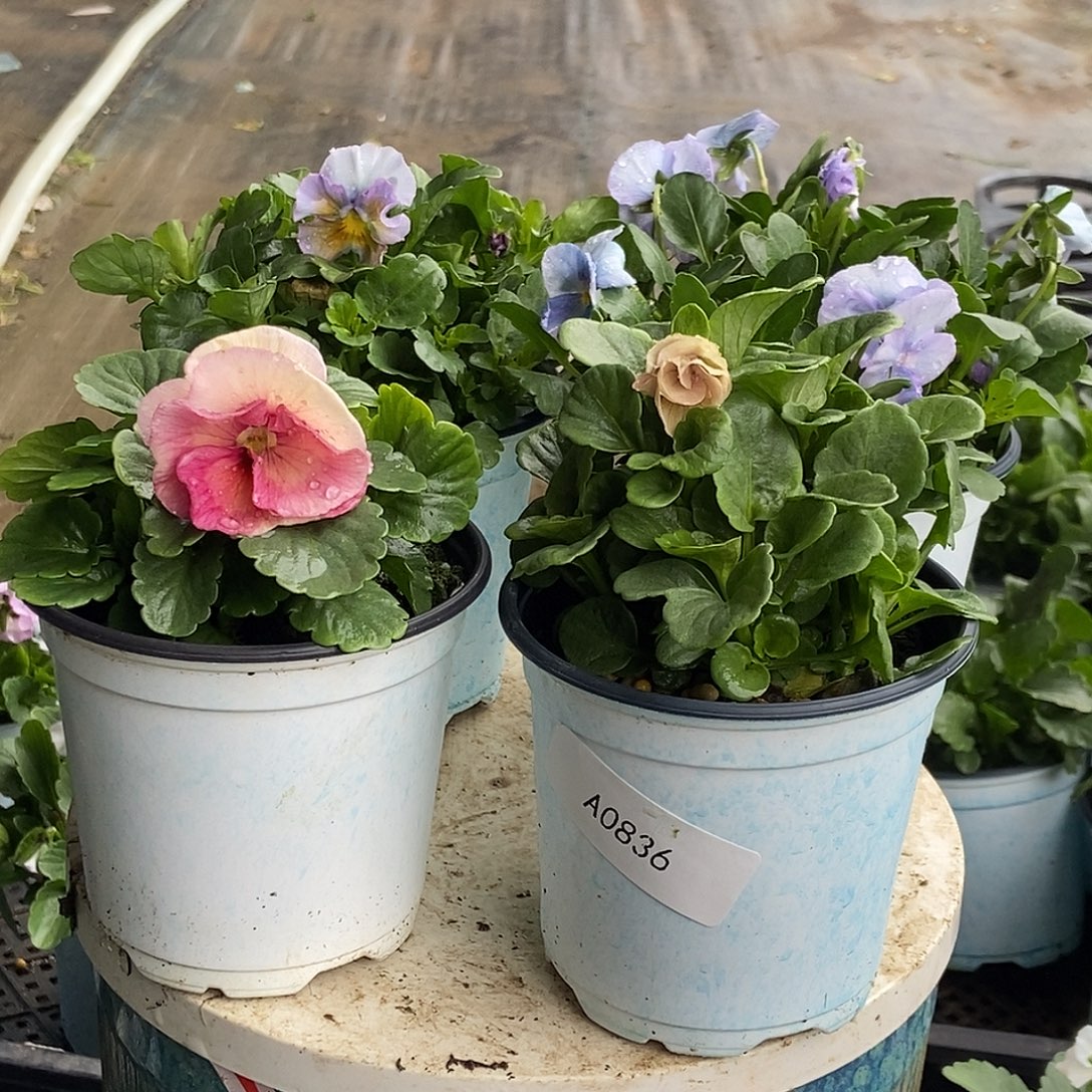 大部分花苞少量开放836