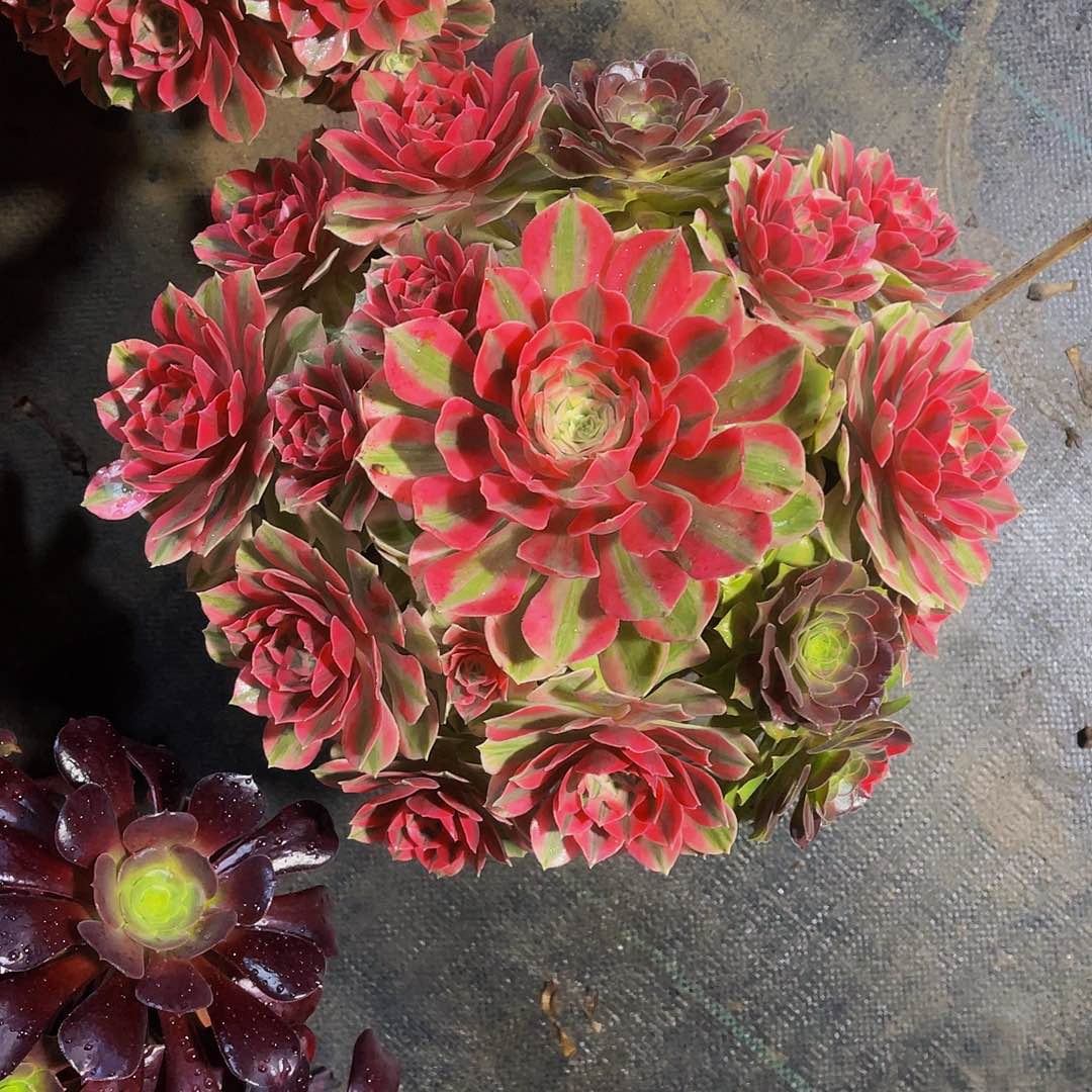 女妖9999拖土法师