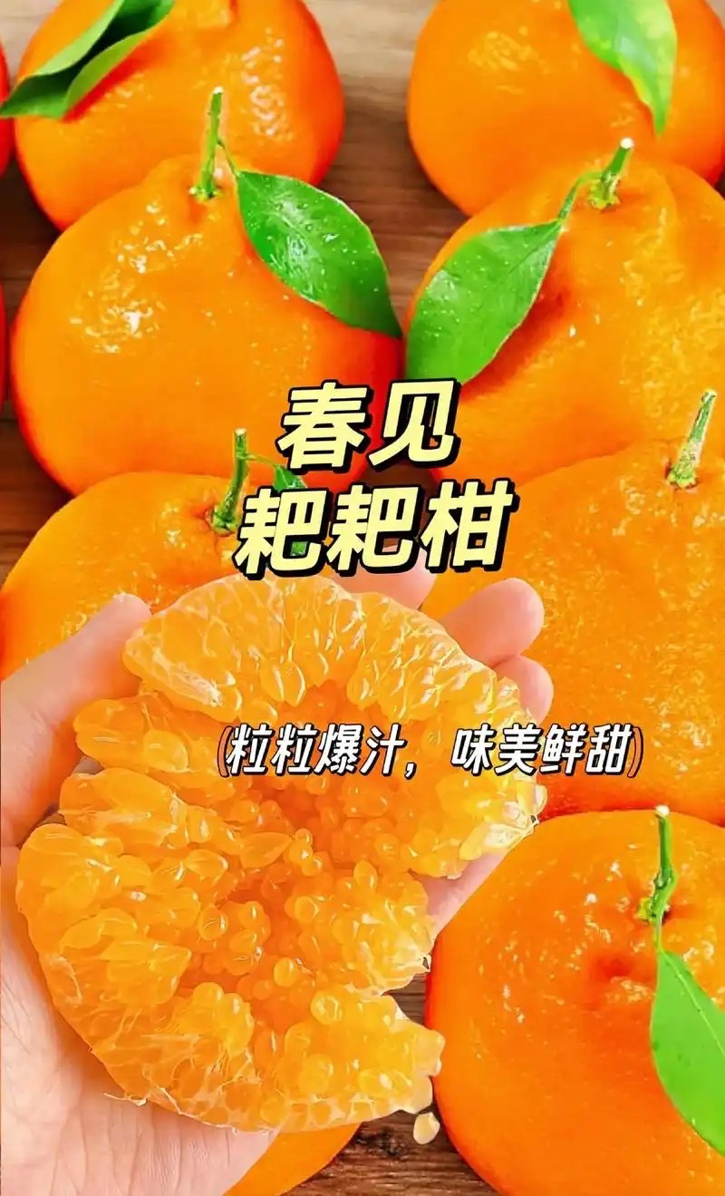四川春见耙耙柑新鲜水果橘子粑粑当季整箱正宗丑杷杷桔子现摘发货