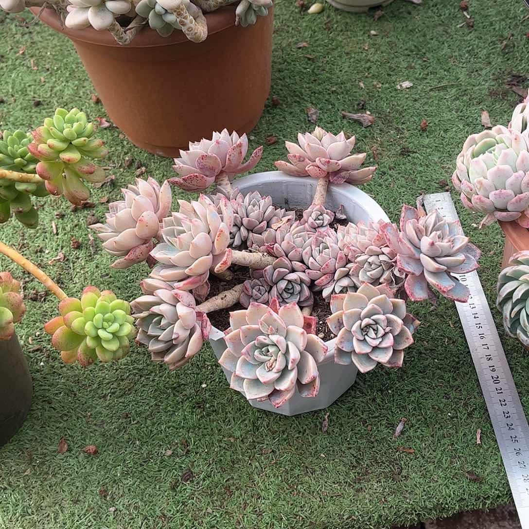 瑞*红粉佳人多肉植物保护36