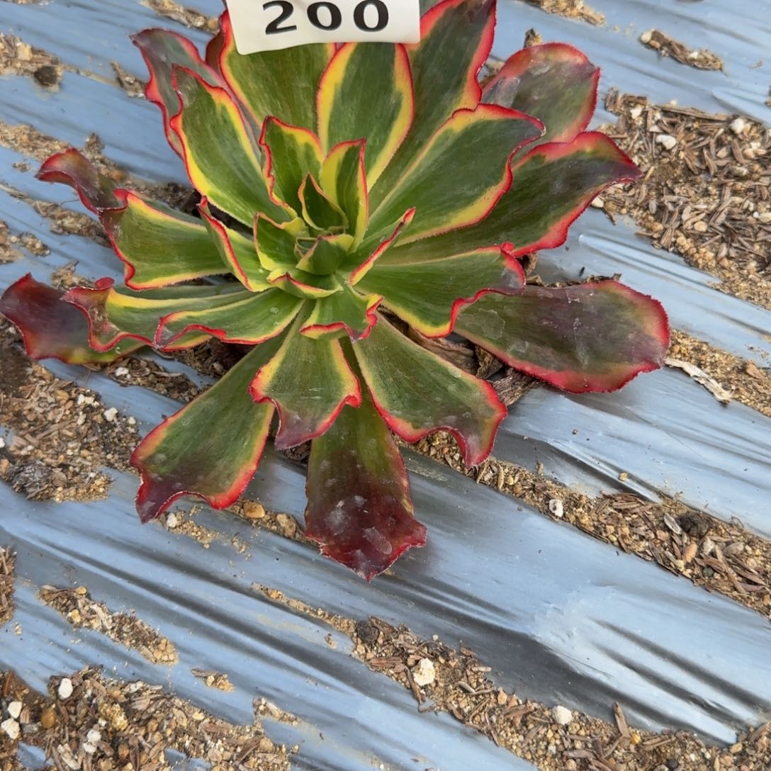 湘***心200魅影。多肉植物