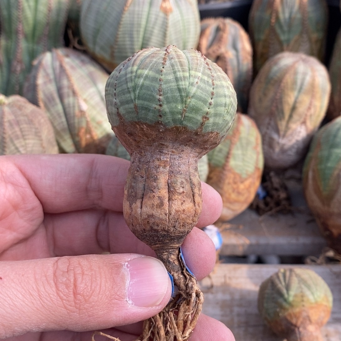 b***贝欧系实生布纹球多肉植物