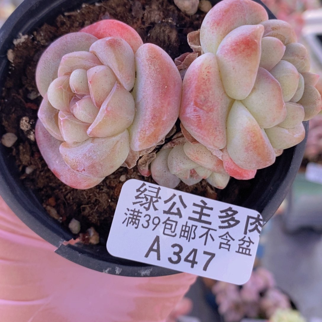 冰玉不包整6cm347多肉植物