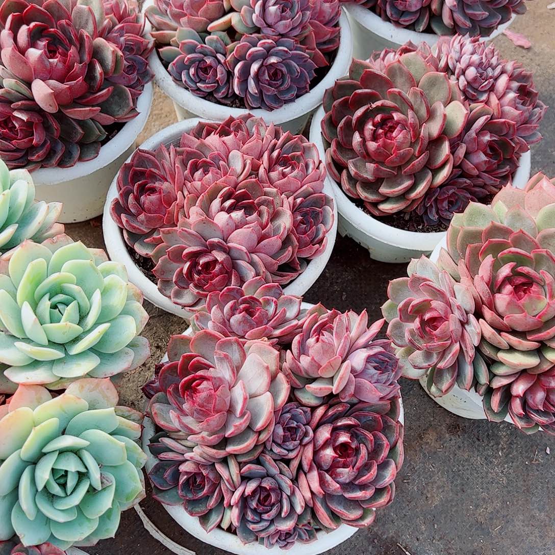 溜溜球多头群生精品