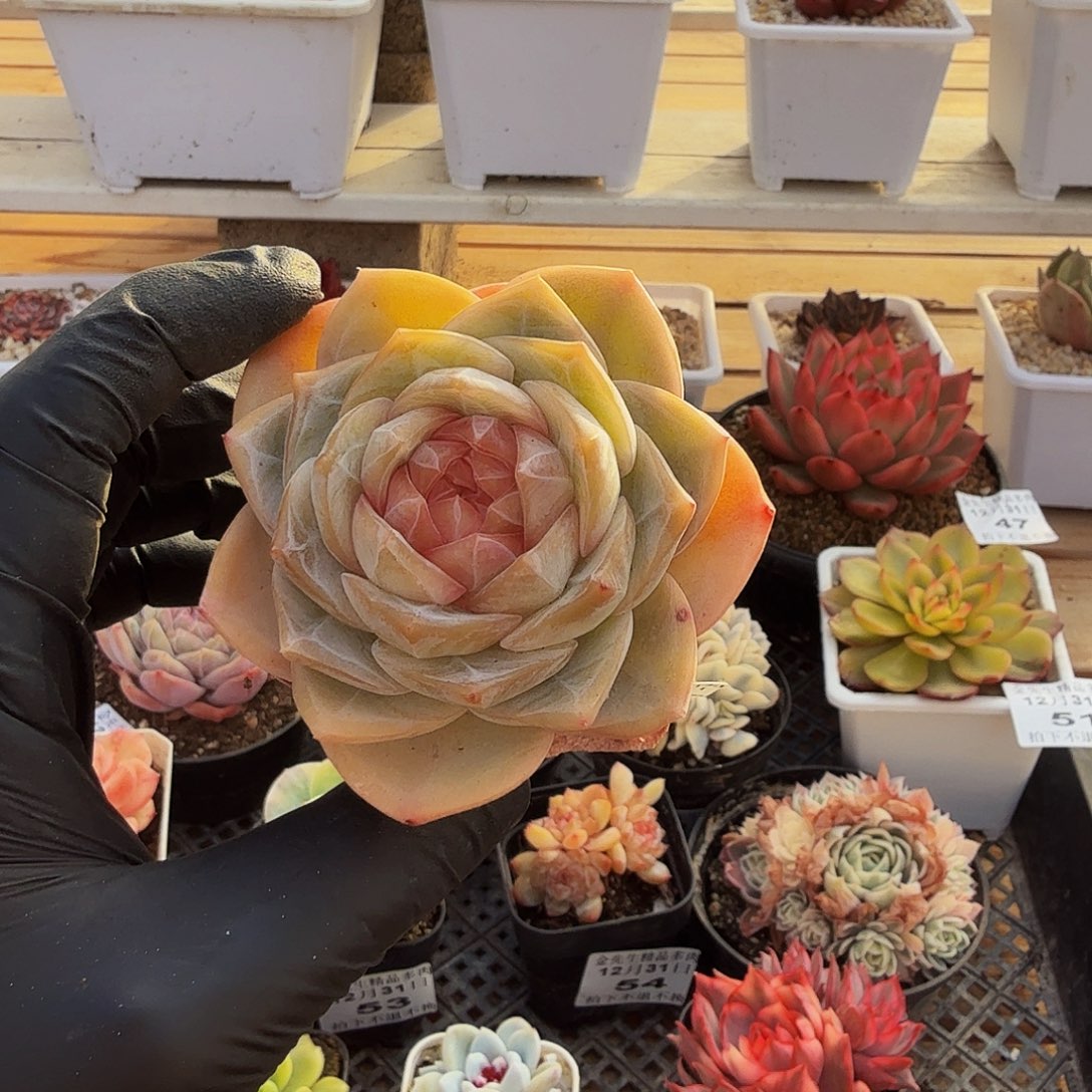 1231-60溏心单头a