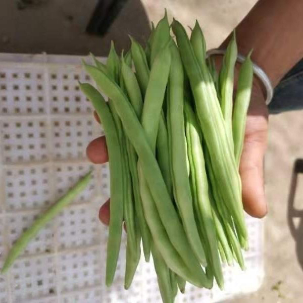 （次日达）新鲜四季豆