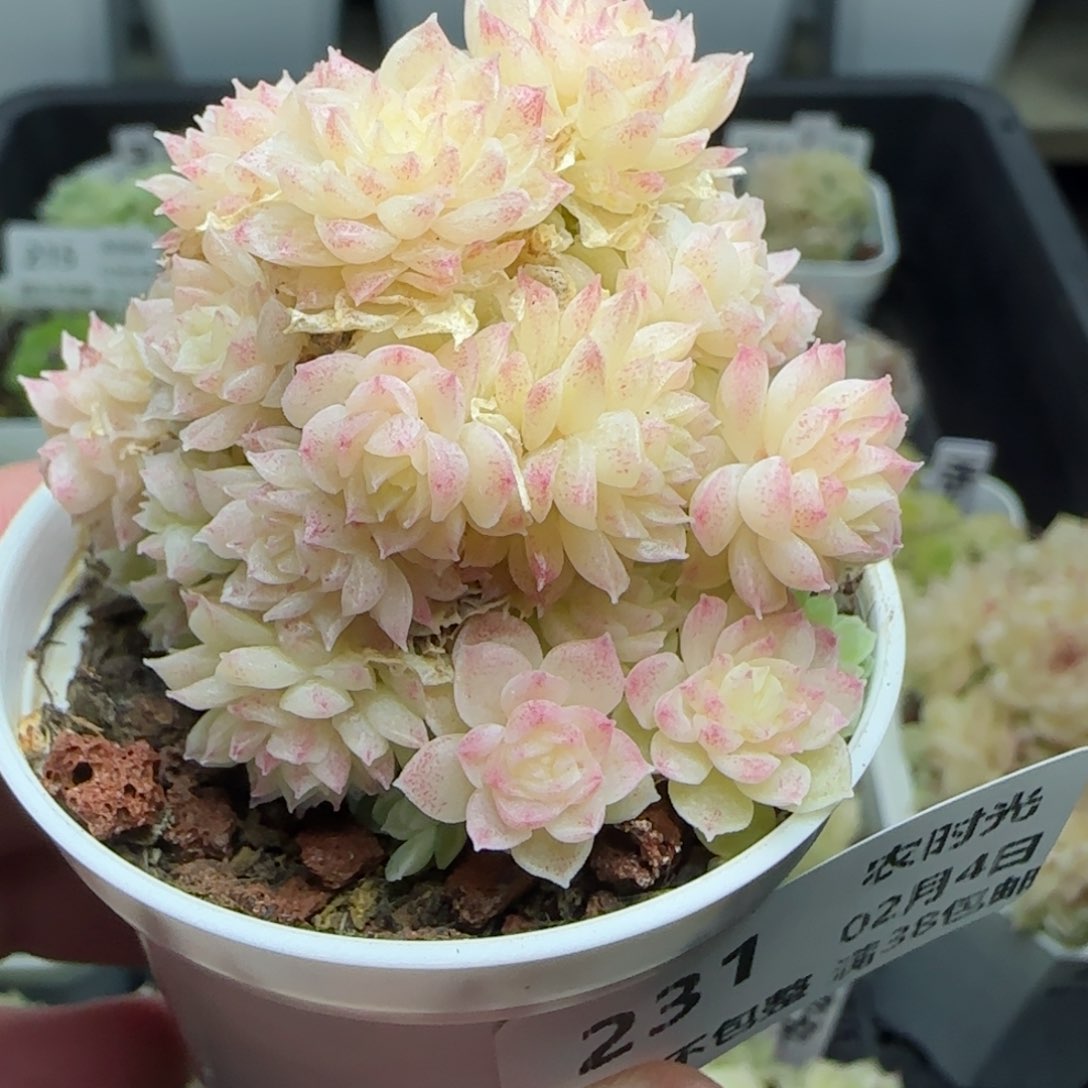 0204-231小脸麦秆