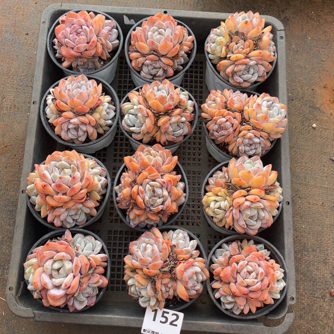 易***香脱土发    152号新疆西藏内蒙古不包邮