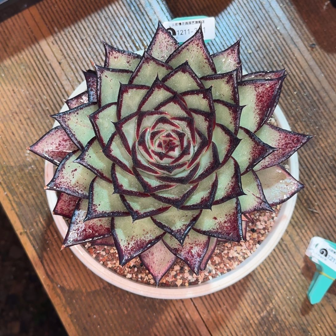 从前慢多肉精选编号1211.351