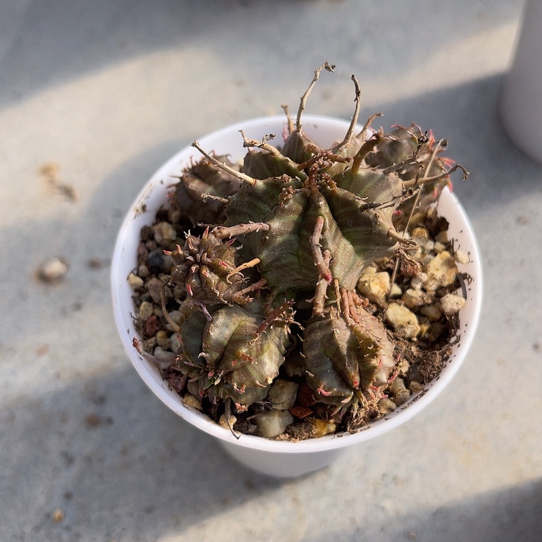 法利达大群一物一拍