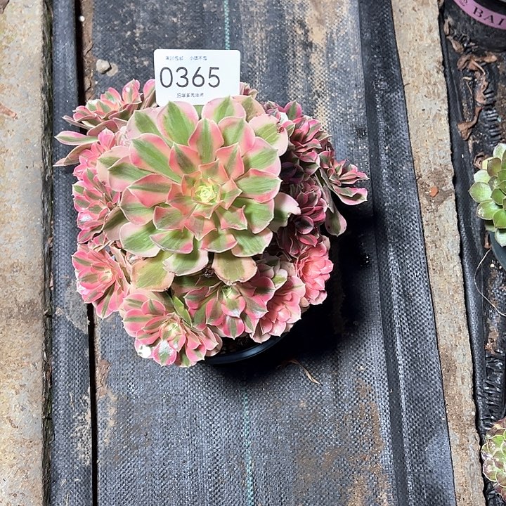 0365女巫多肉植物