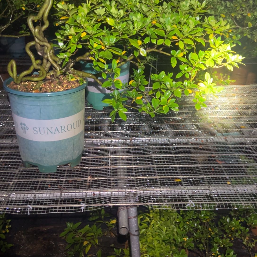 路***无花朵栀子花盆景老桩