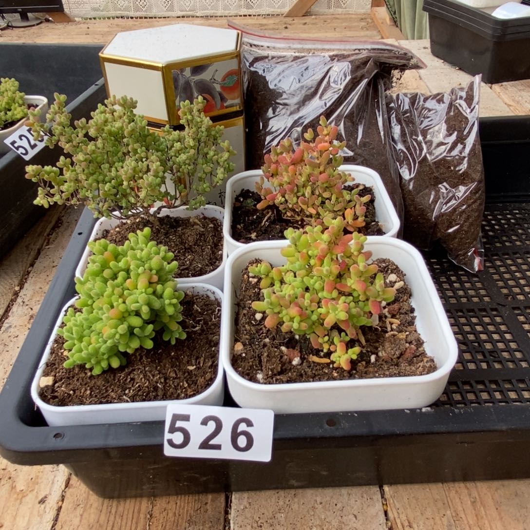 枝干番杏多肉植物526