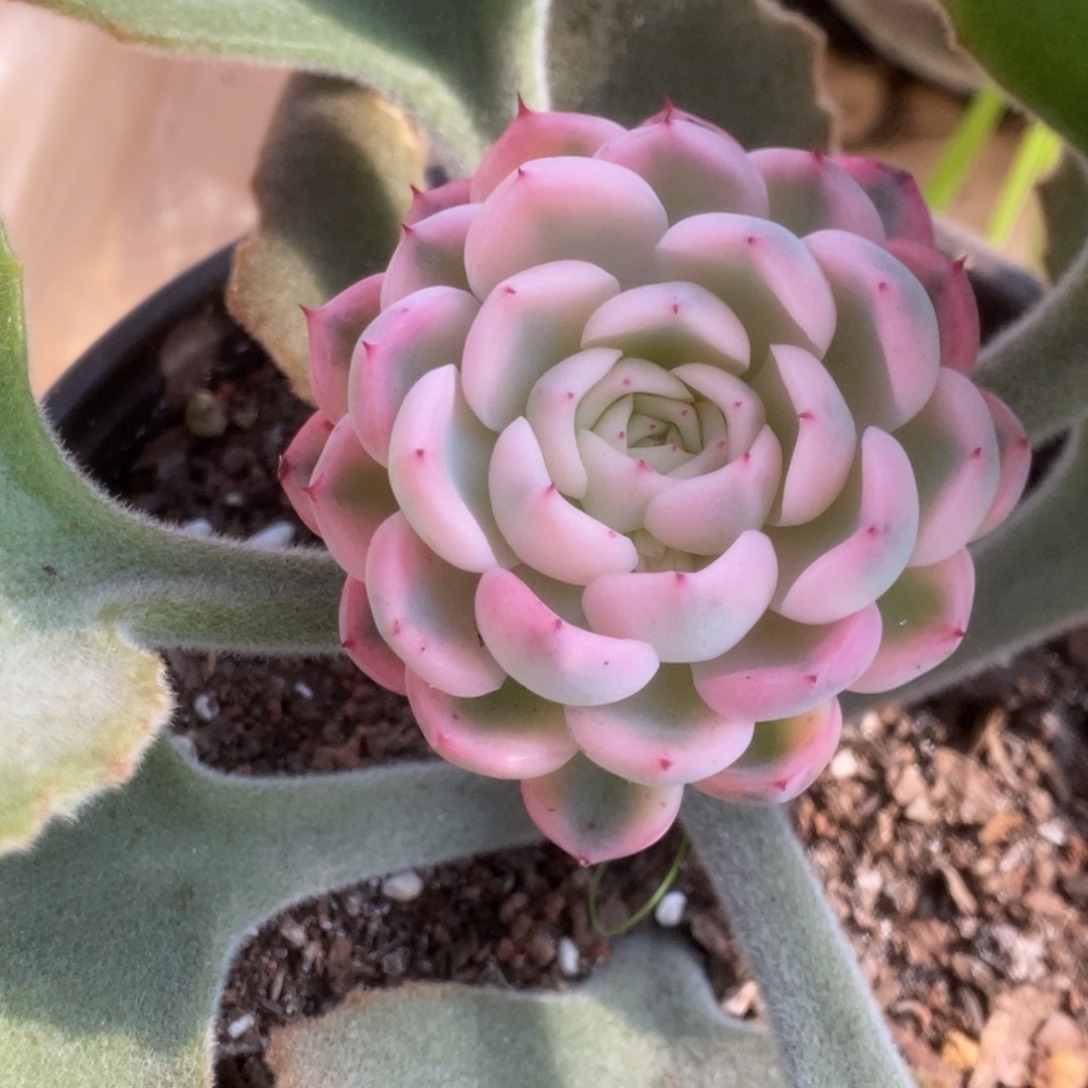 744沙罗姬杂锦锦锦锦