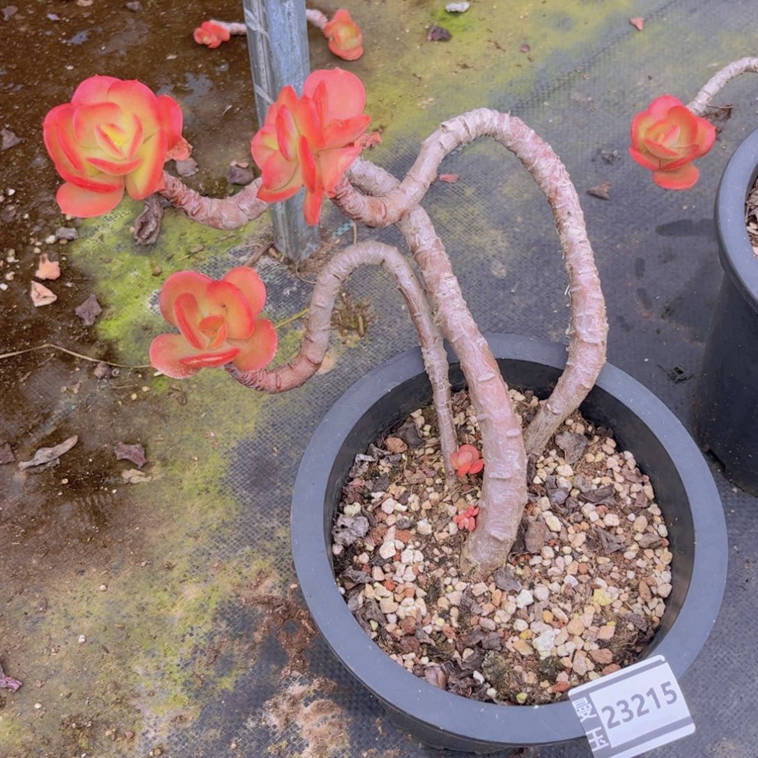 红梅多肉植物23215